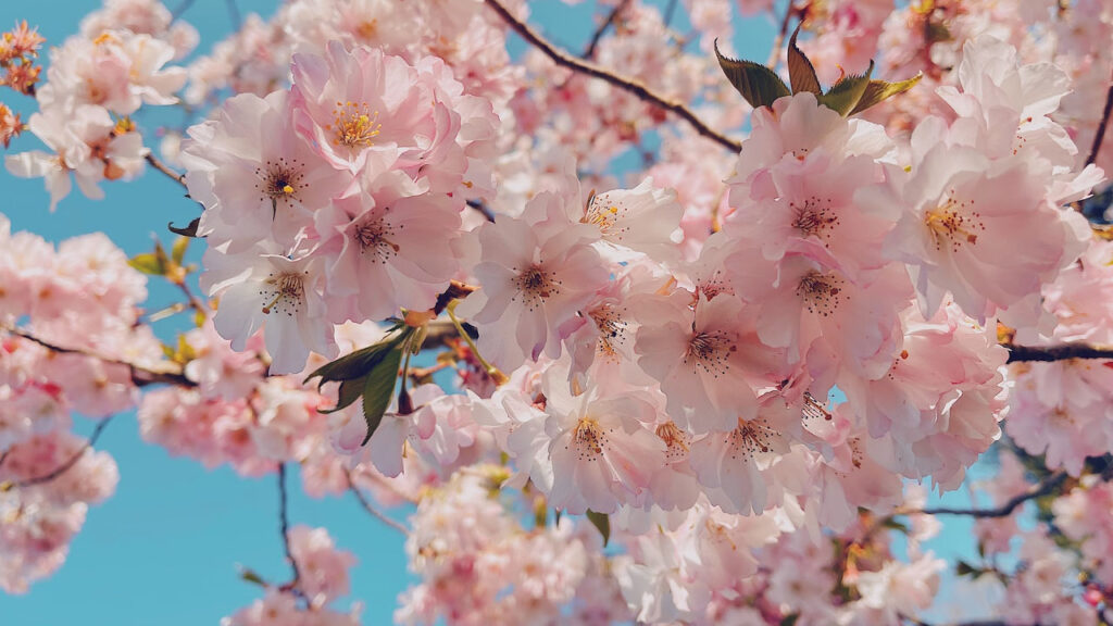 「花見」は英語で何て言うの？